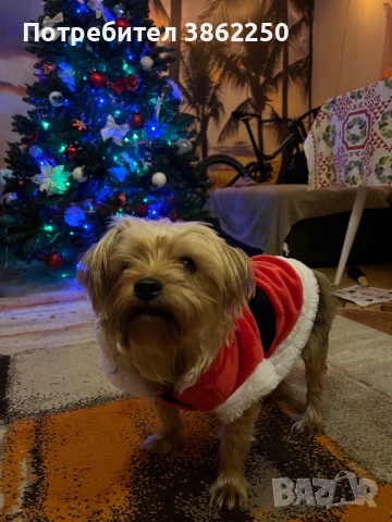 Търсим мъжки йоркширски териер (yorkie) за разплод.