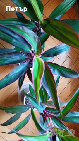 цветя -стайни растения, снимка 2 - Разсади - 52113623