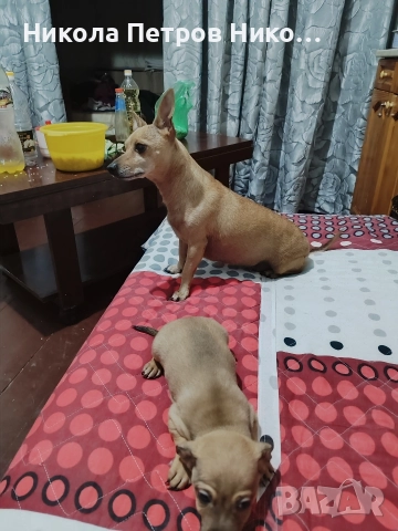 Пинчери , снимка 5 - Пинчер - 52860275