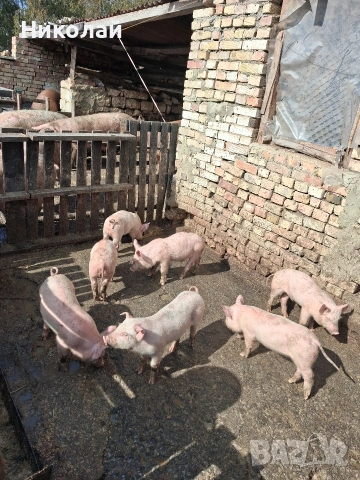 прасенца на два месеца , снимка 3 - Прасета - 53559917