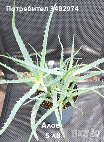 Предлагам стайни растения, снимка 12 - Стайни растения - 52260638