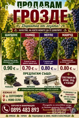 Продавам грозде за вино и ракия - шардоне, мерло и мавруд 