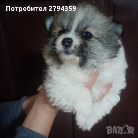 Немски шпиц, снимка 1