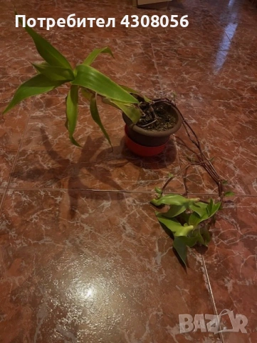 Кализия, снимка 4 - Стайни растения - 53004429