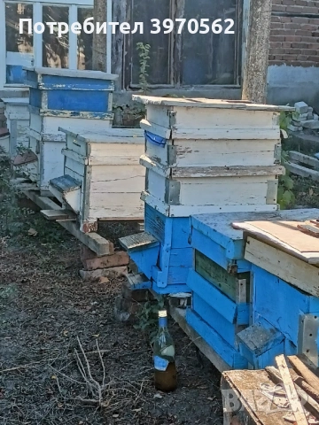 Пчелни кошери с пчелни семейства., снимка 3 - За пчели - 53803890
