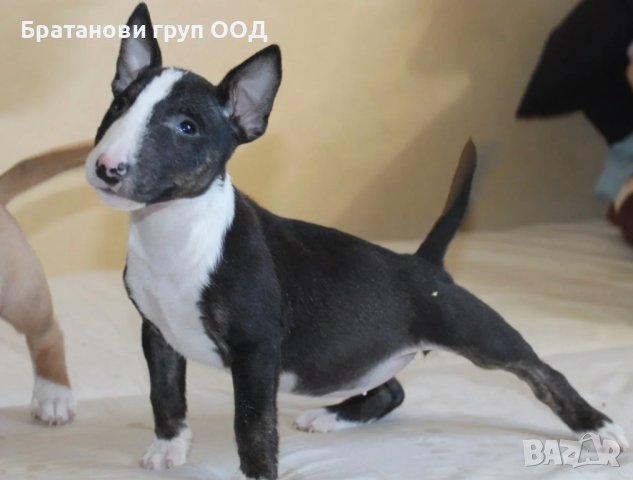 Мини Бултериери, снимка 2 - Бултериер - 44146951