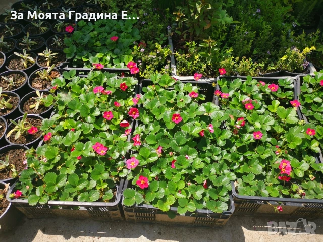 Каскадна ягода , снимка 2 - Градински цветя и растения - 53623744