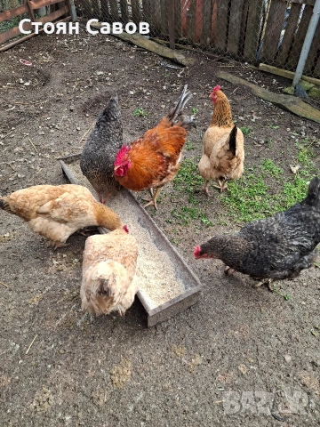 Кокошки, снимка 3 - Кокошки и пуйки - 53716237