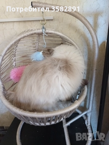 Наталия, снимка 2 - Персийска - 52590689