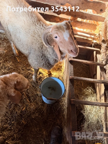 Овен, снимка 3 - Овце - 53168050