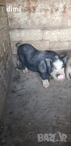 ПРОДАВАМ ВИЕТНАМСКИ НЕРЕЗ , снимка 1