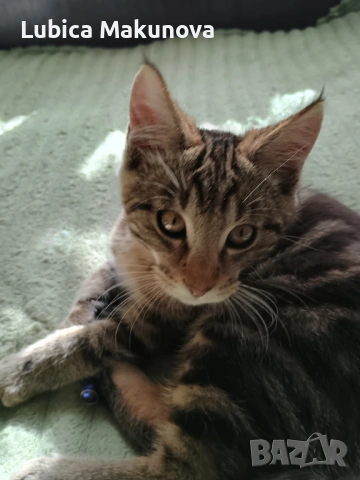 Дарявам, снимка 4 - Мейн кун - 53499972