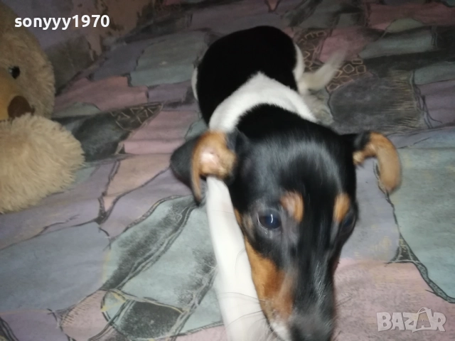 ДЖАК РЪСЕЛ ТЕРИЕР 0512250842, снимка 12 - Джак ръсел териер - 52658574