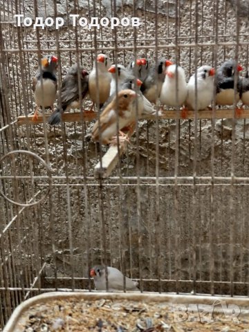 Продавам зеброви и японски амадини, снимка 2 - Амадини - 35674028