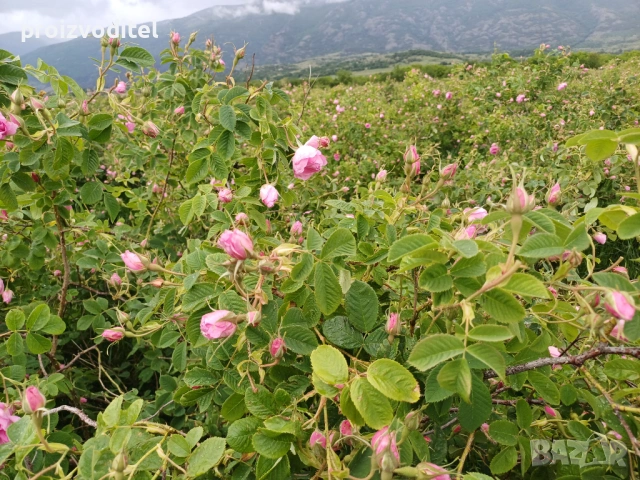 Набирам розоберачи, снимка 3 - Други оферти за работа - 53737419