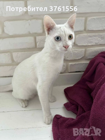подарявам коте с разноцветни очи, снимка 1