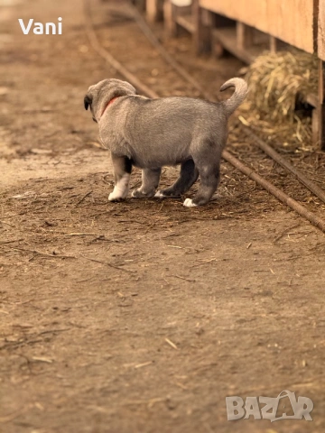 Кангал /Кангалчета, малки , снимка 14 - Кангал - 53493206