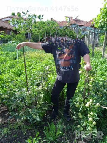 Декоративна ябълка, снимка 3 - Разсади - 49437329