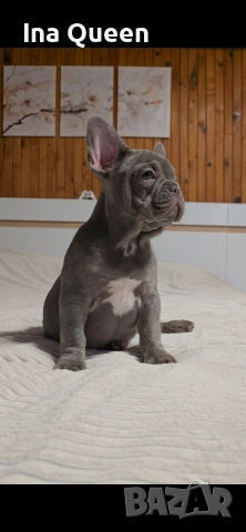 Родословни Френски Булдог Лилак , снимка 3 - Френски булдог - 53242833