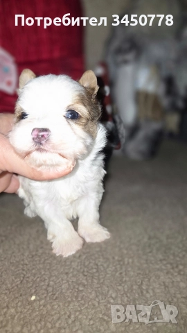 мини йоркшири бяли, снимка 10 - Йоркширски териер - 52826082