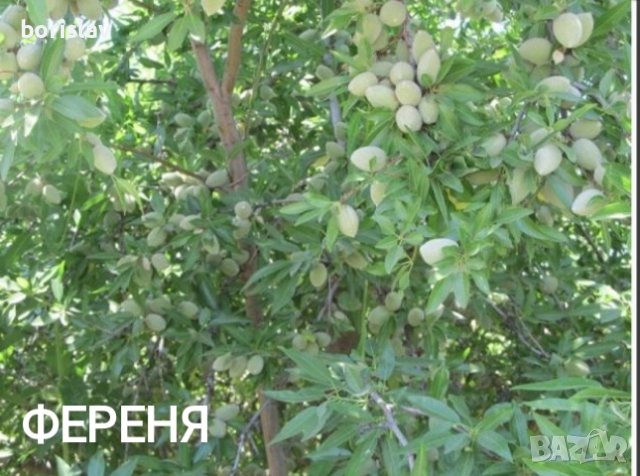 Бадеми сортове Аспарух, Ферадуел, Тексас, Нонпарел и Ференя, снимка 3 - Разсади - 42406746