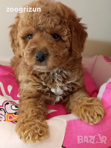 Малки пудели кавапу, снимка 8 - Пудели - 52238826