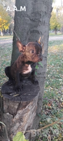 Френски булдочета 111 дни, снимка 12 - Други - 51492688