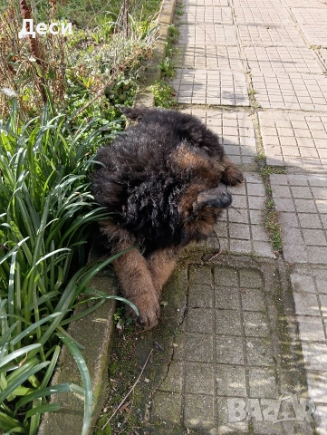 немска овчарка, снимка 6 - Немска овчарка - 53262392