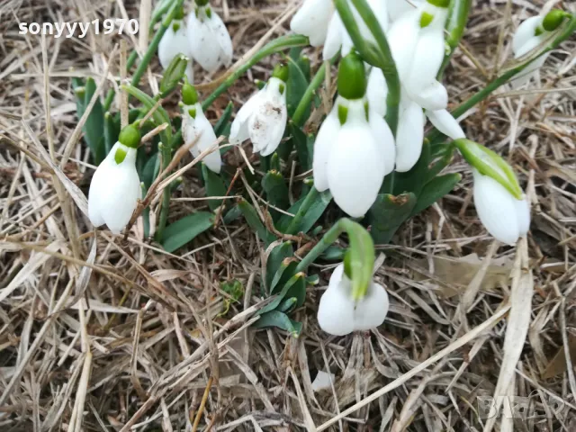 КОКИЧЕТА В САКСИЯ С ЛУКОВИЦИ И ПОЧВА 0402250814, снимка 8 - Градински цветя и растения - 48956050
