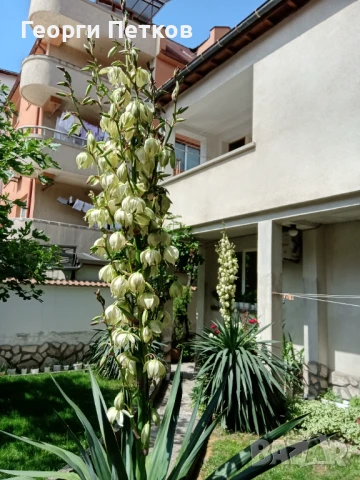 Палма Юка-студоустойчива,дворна-60-70см., снимка 2 - Градински цветя и растения - 51234539