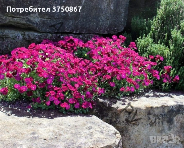 💞🍀🌸 Аубриета / Aubrieta, снимка 7 - Градински цветя и растения - 53641063