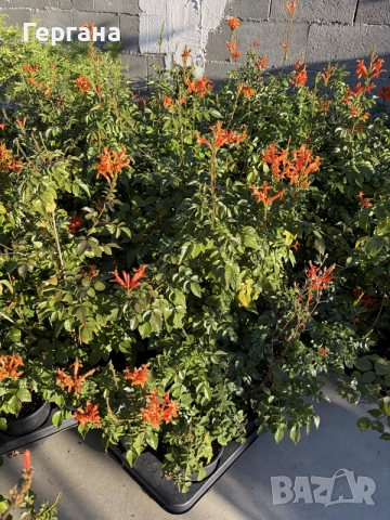 Текома Capensis, снимка 3 - Градински цветя и растения - 56371251