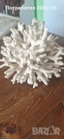 Миди,корали, снимка 10 - Други ценни предмети - 51854663