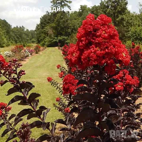 Индийски Люляк , снимка 7 - Градински цветя и растения - 49492727