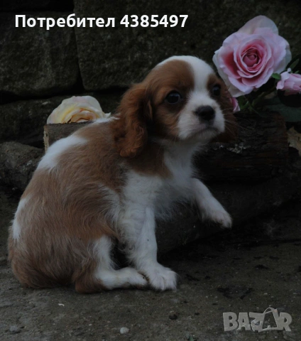 Кавалер Кинг Чарлз Шпаньол мъжко , снимка 3 - Кавалер кинг чарлз шпаньол - 53288486