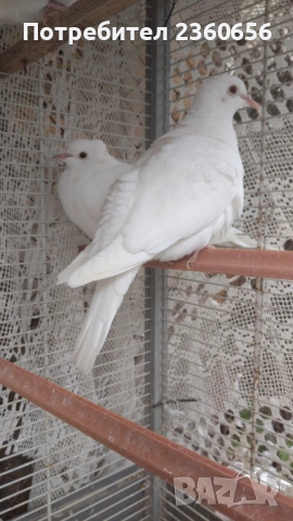 Гугутки- скумрутки