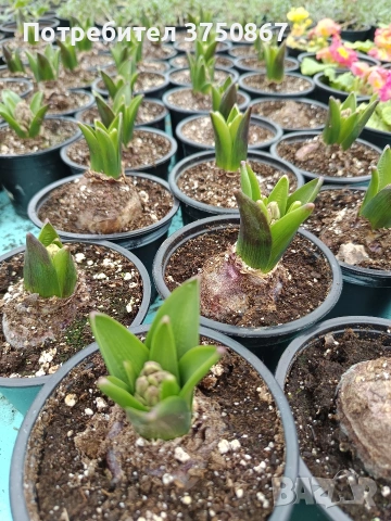 🌸🌿💞 Зюмбюл в саксия (Hyacinthus), снимка 11 - Градински цветя и растения - 53385103