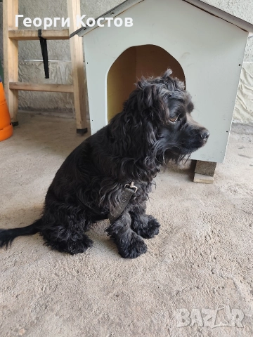 Продавам Кокер шпаньол , снимка 2 - Кокер шпаньол - 52585151