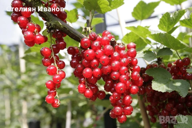 Касис, черно френски грозде (Ribes nigrum 'Titania'), снимка 3 - Градински цветя и растения - 52354434