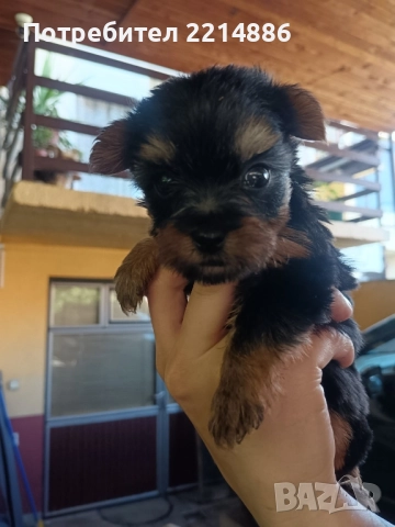 Мини йоркширски териери , снимка 9 - Йоркширски териер - 37413803