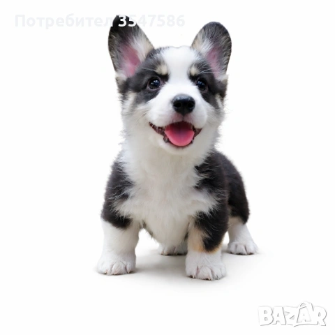 Трицветни кученца Уелско корги пембрук - мъжки