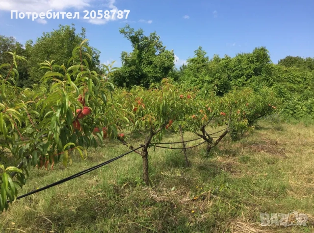 Земеделска земя с водоем и капково напояване, снимка 4 - Земеделска земя - 52859131