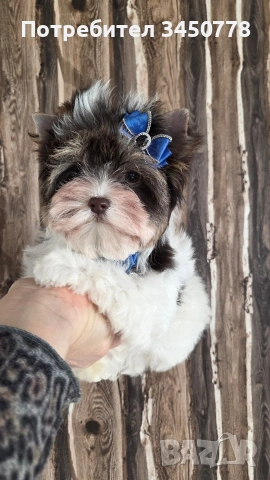 мини йоркшир момче, снимка 16 - Йоркширски териер - 53006502