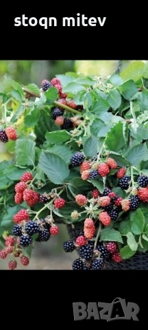 разсад ягоди малиби и капини, снимка 2 - Сортови семена и луковици - 53750922