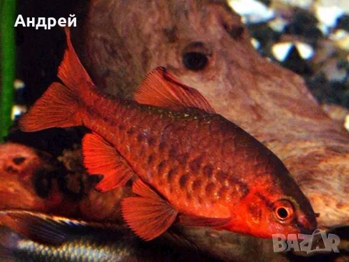 Вишнев барбус воален- титея