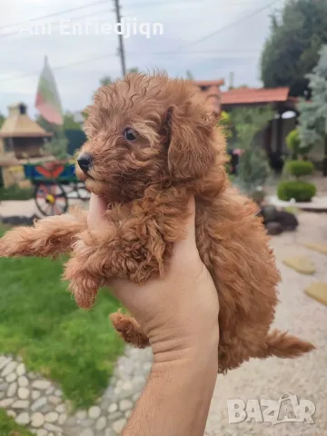 Пудел Той/Poodle Toy, снимка 5 - Пудели - 55990228