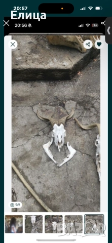 Кукерски маски черепи , снимка 6 - Други - 52209248