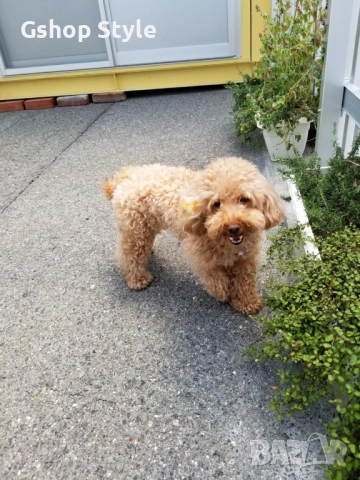 Той- пудел , снимка 3 - Пудели - 51841139