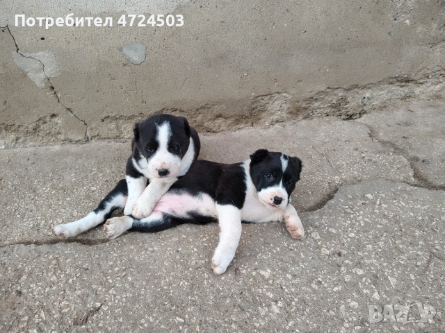 Алабай (Средноазиатски овчарки)