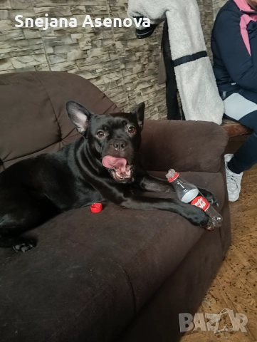 Френски булдок, снимка 2 - Френски булдог - 52954063